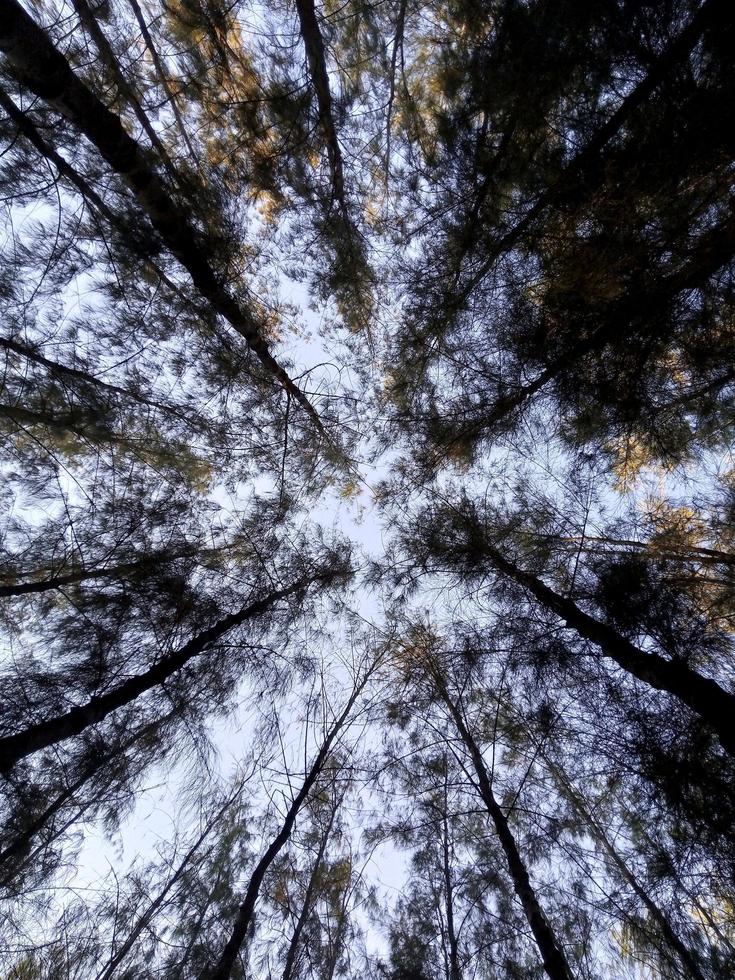 pins dans la forêt. photo