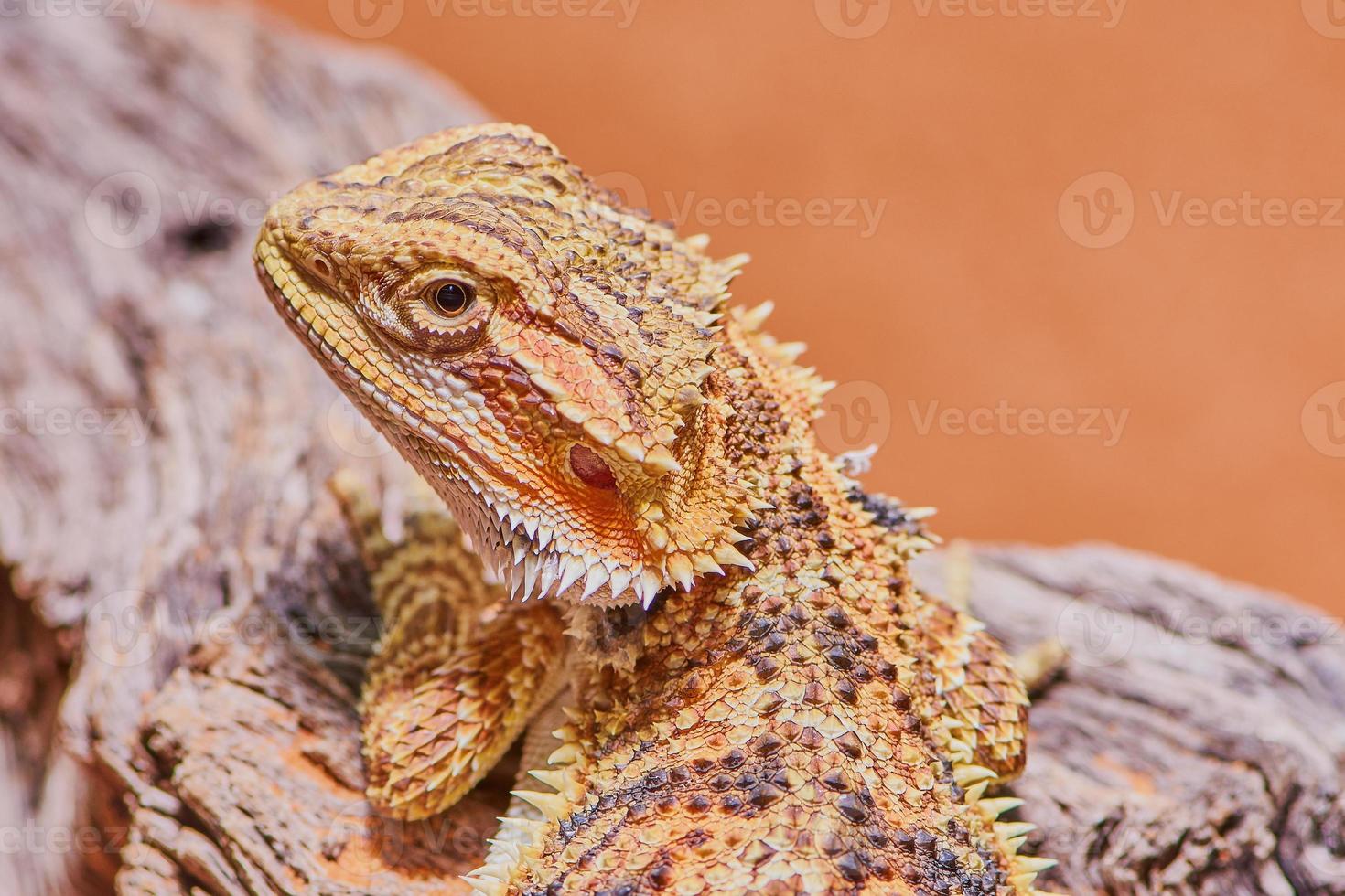 dragon barbu gros plan photo