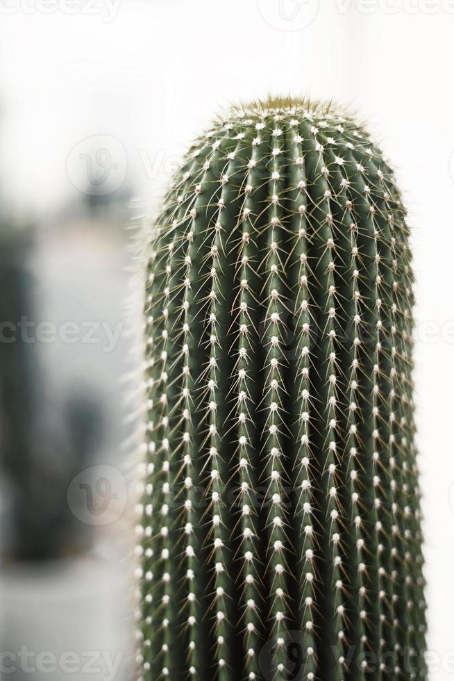 cactus se bouchent avec arrière-plan flou photo