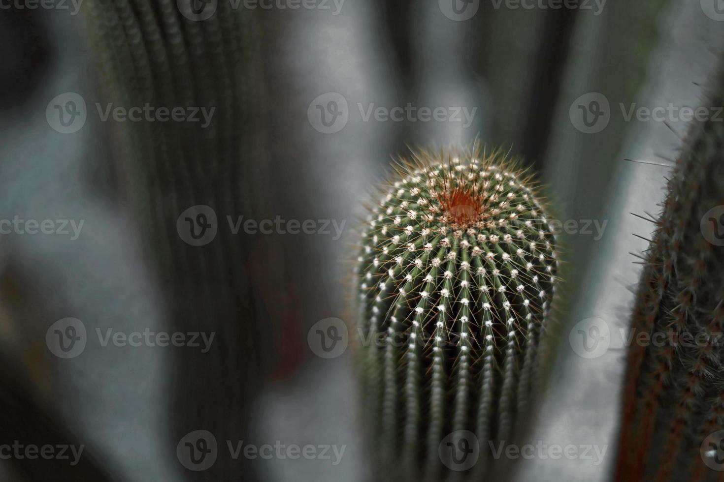 cactus se bouchent avec arrière-plan flou photo