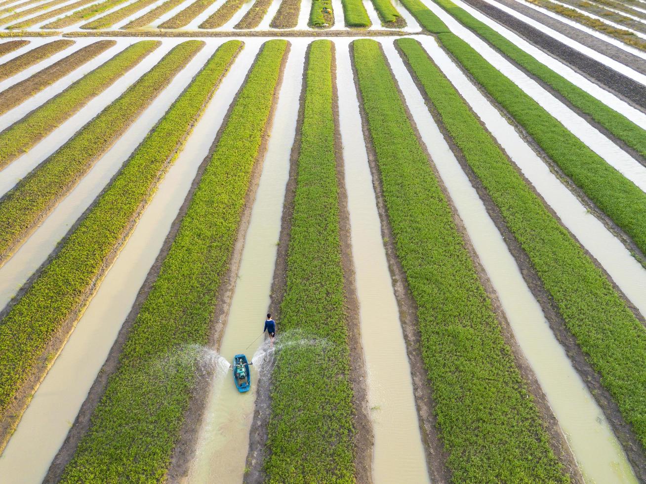 vue aérienne de dessus d'agriculteurs arrosant des légumes d'épinards à l'aide d'une machine à bateau dans le jardin planté en rangée le long de la rivière à des fins agricoles photo
