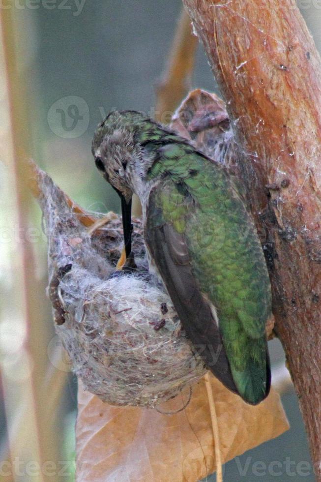 Colibri d'Anna femelle nourrir un poussin photo