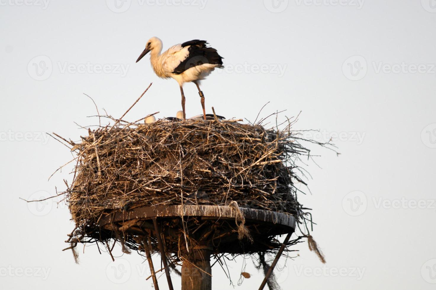 cigogne dans le nid avec des juvéniles photo