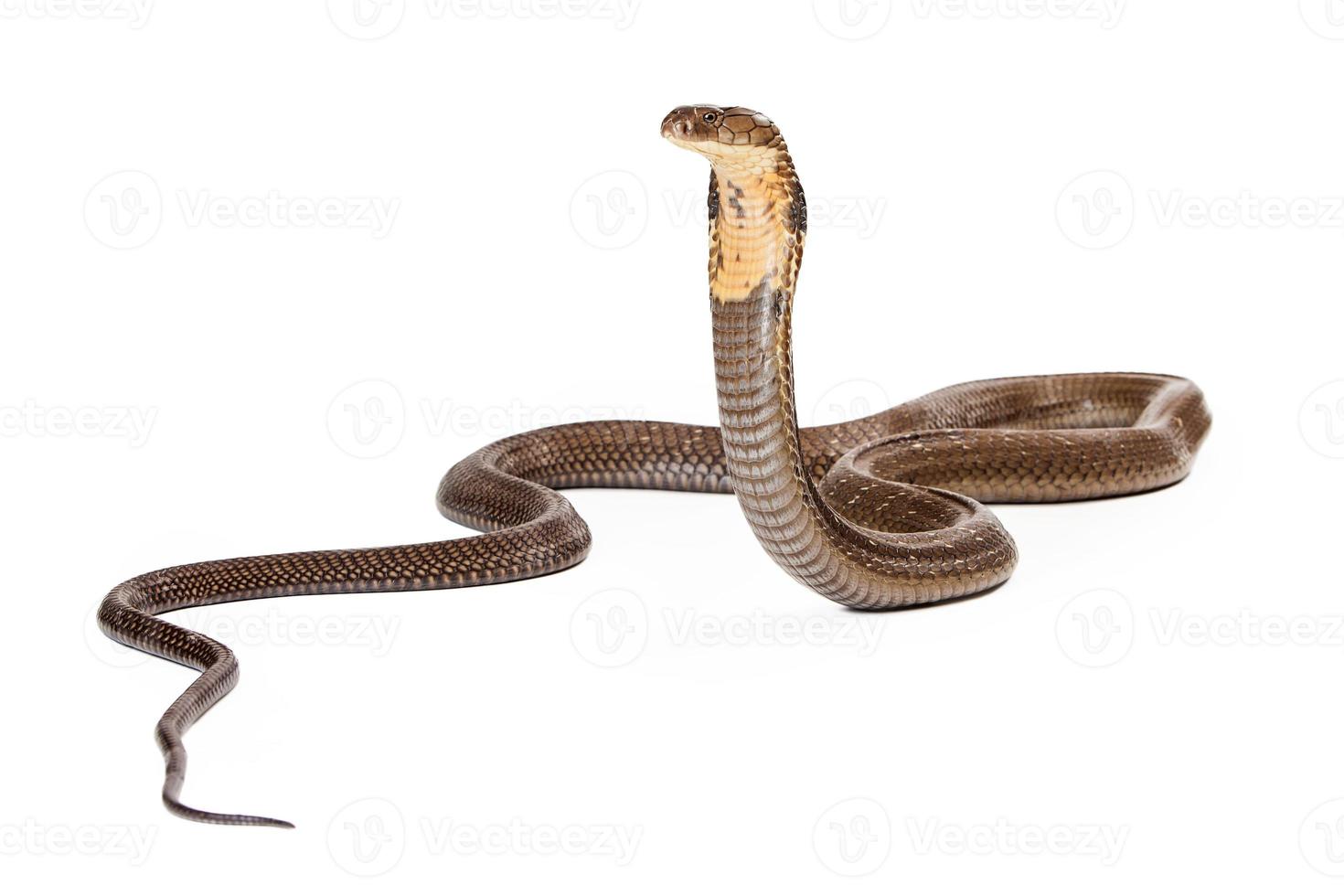 Serpent cobra royal regardant sur le côté photo
