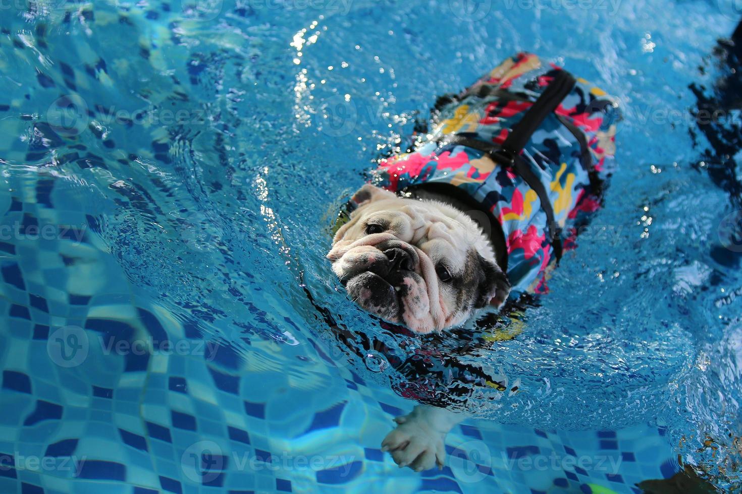 bulldog anglais porter un gilet de sauvetage natation. chien dans la  piscine. 8026037 Photo de stock chez Vecteezy