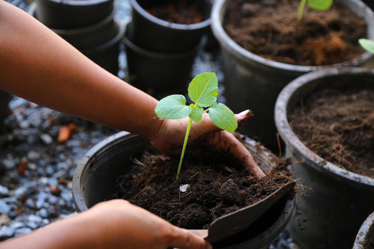 planter un potager. travailler dans le potager biologique. prendre soin des jeunes plants. photo
