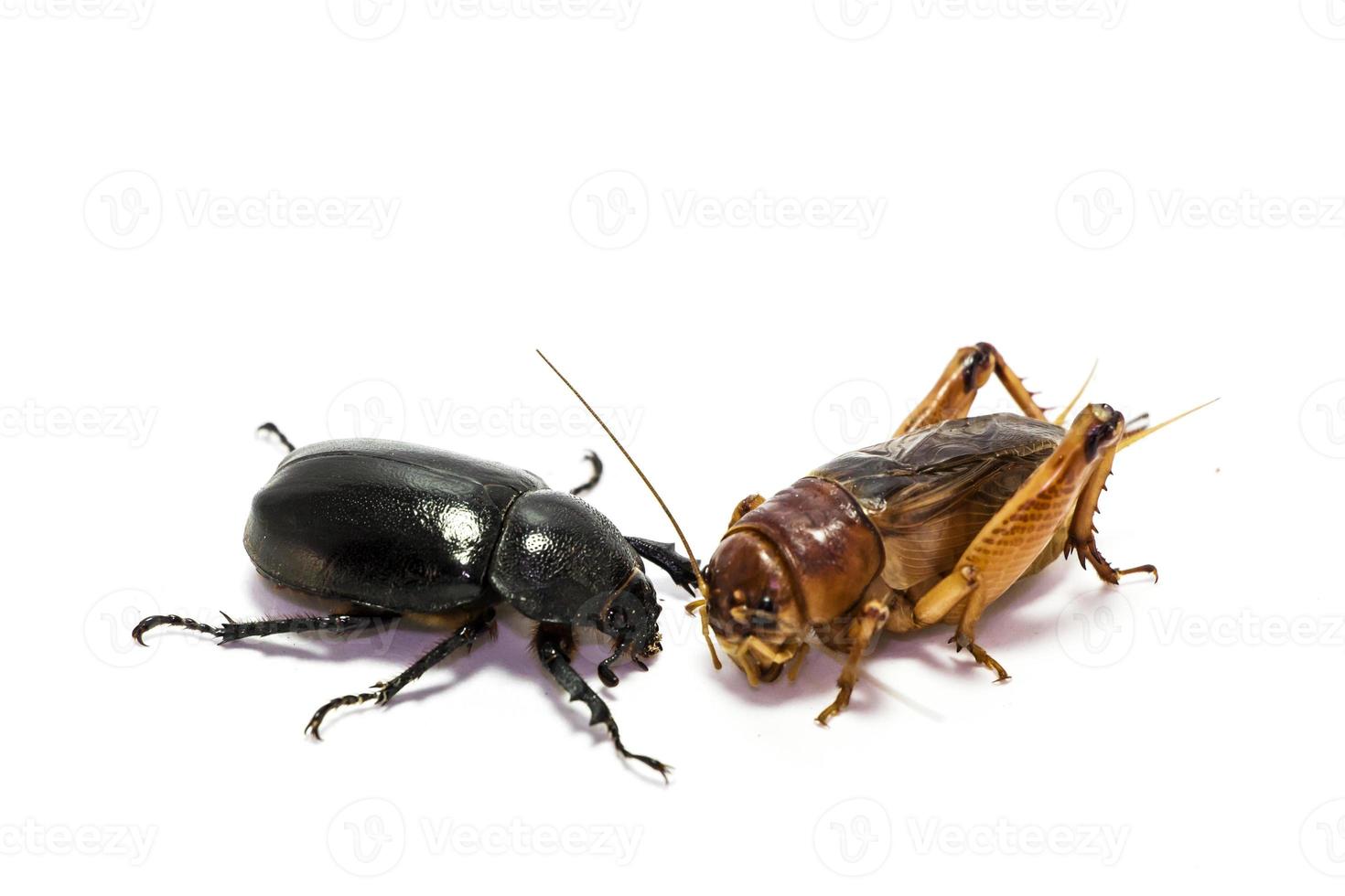 dynastinae avec gryllidae isolé sur fond blanc. photo