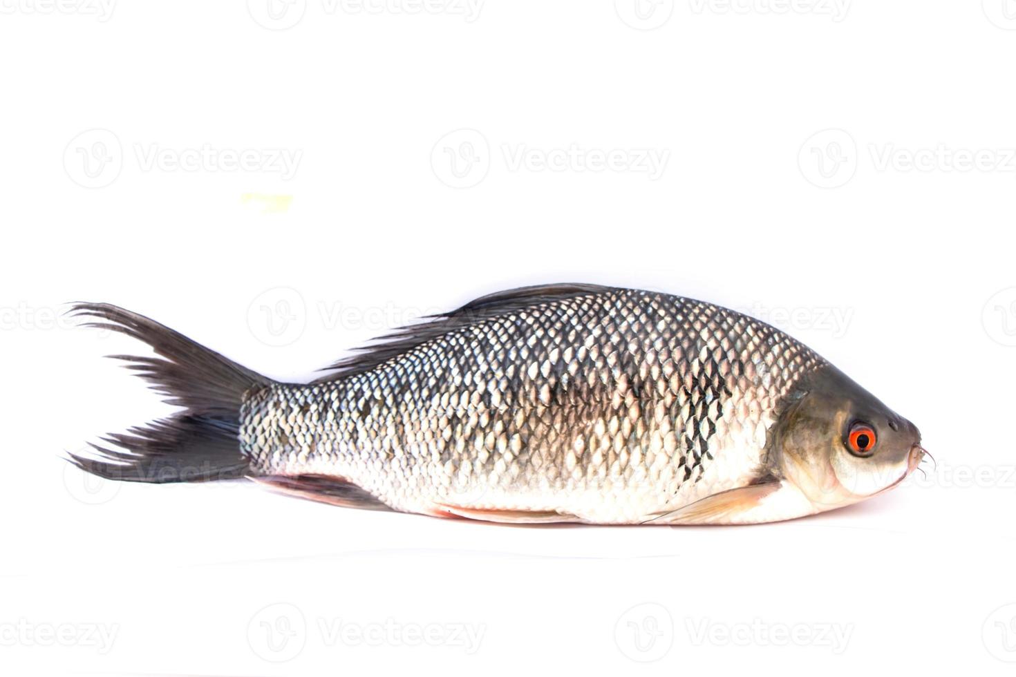 poisson sur fond blanc photo