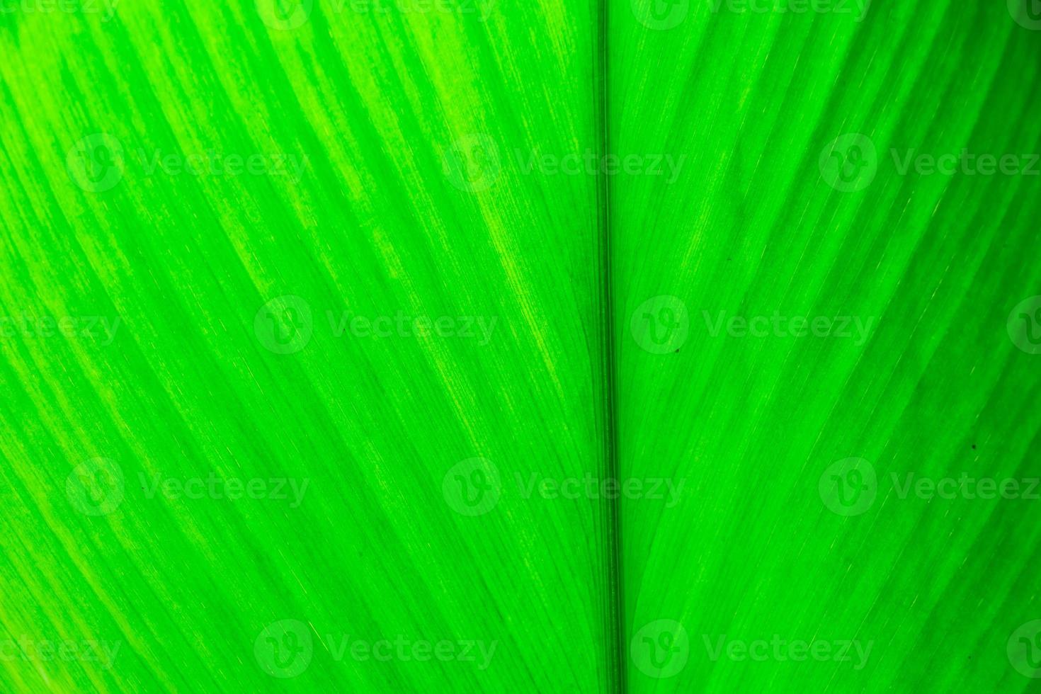 texture d'une feuille verte en arrière-plan photo