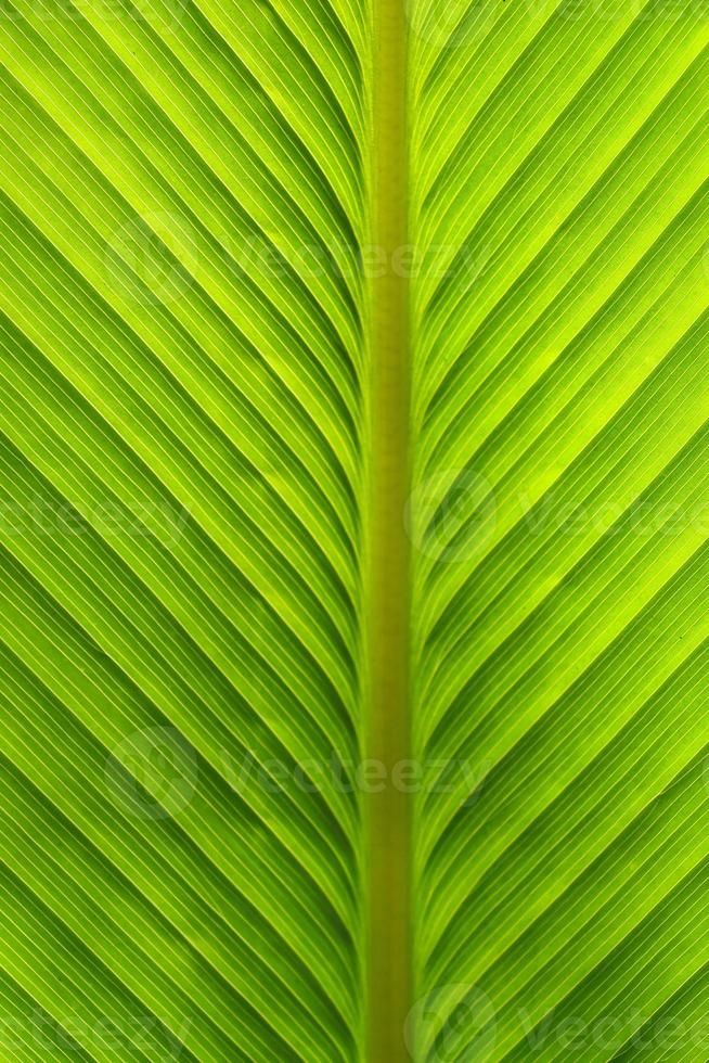 texture d'une feuille verte en arrière-plan photo