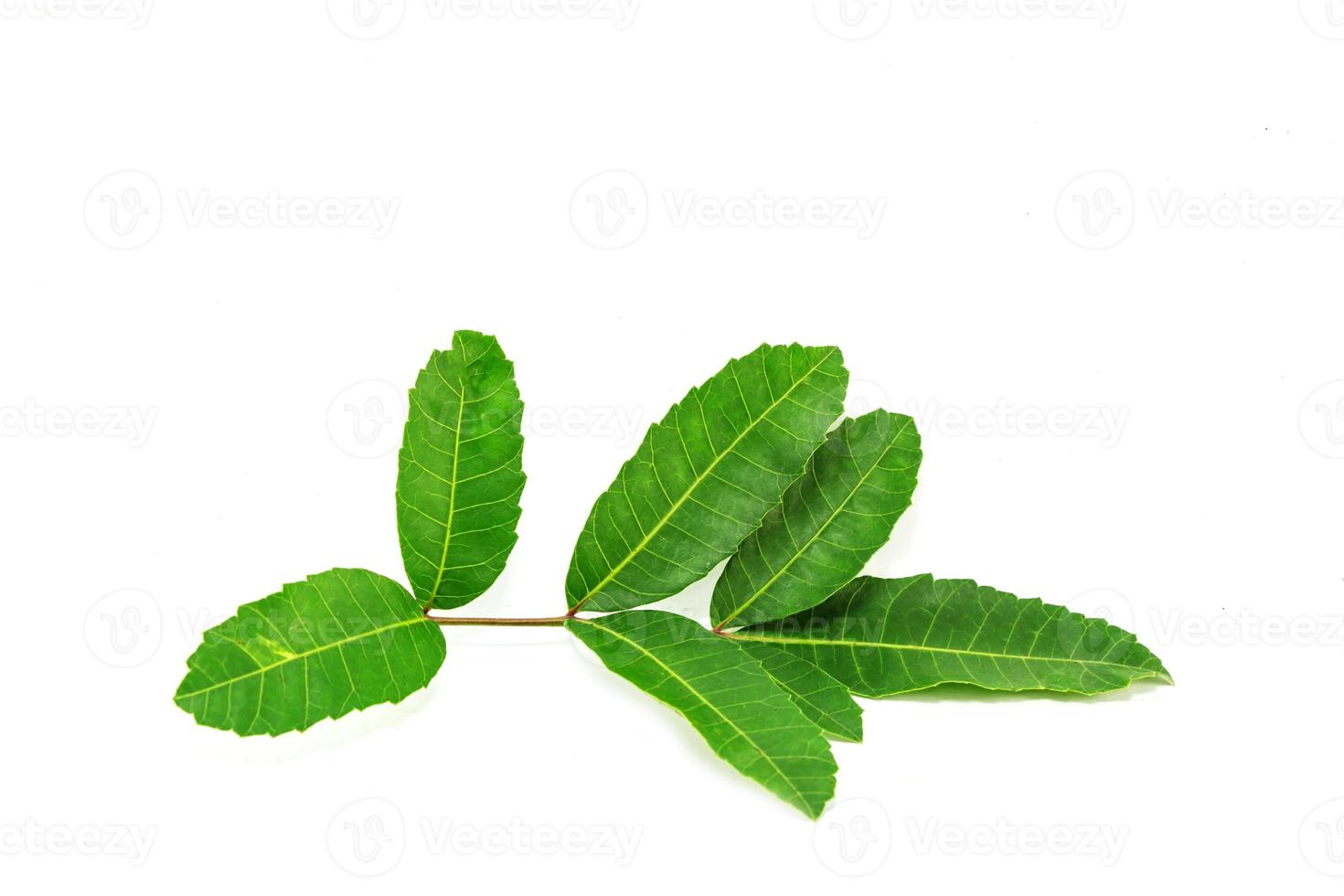 feuille verte isolée sur fond blanc photo