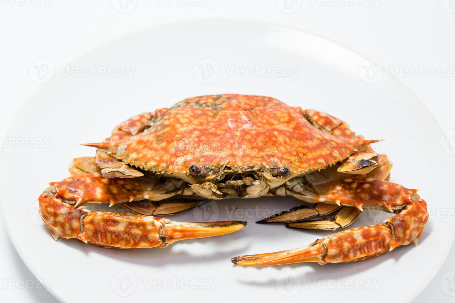 ooked crabe dormeur isolé sur blanc. photo