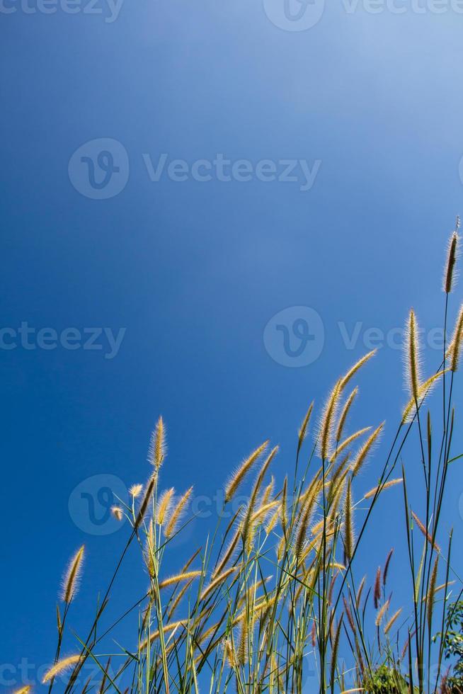 panaches d'herbe dans le champ avec fond de ciel bleu photo