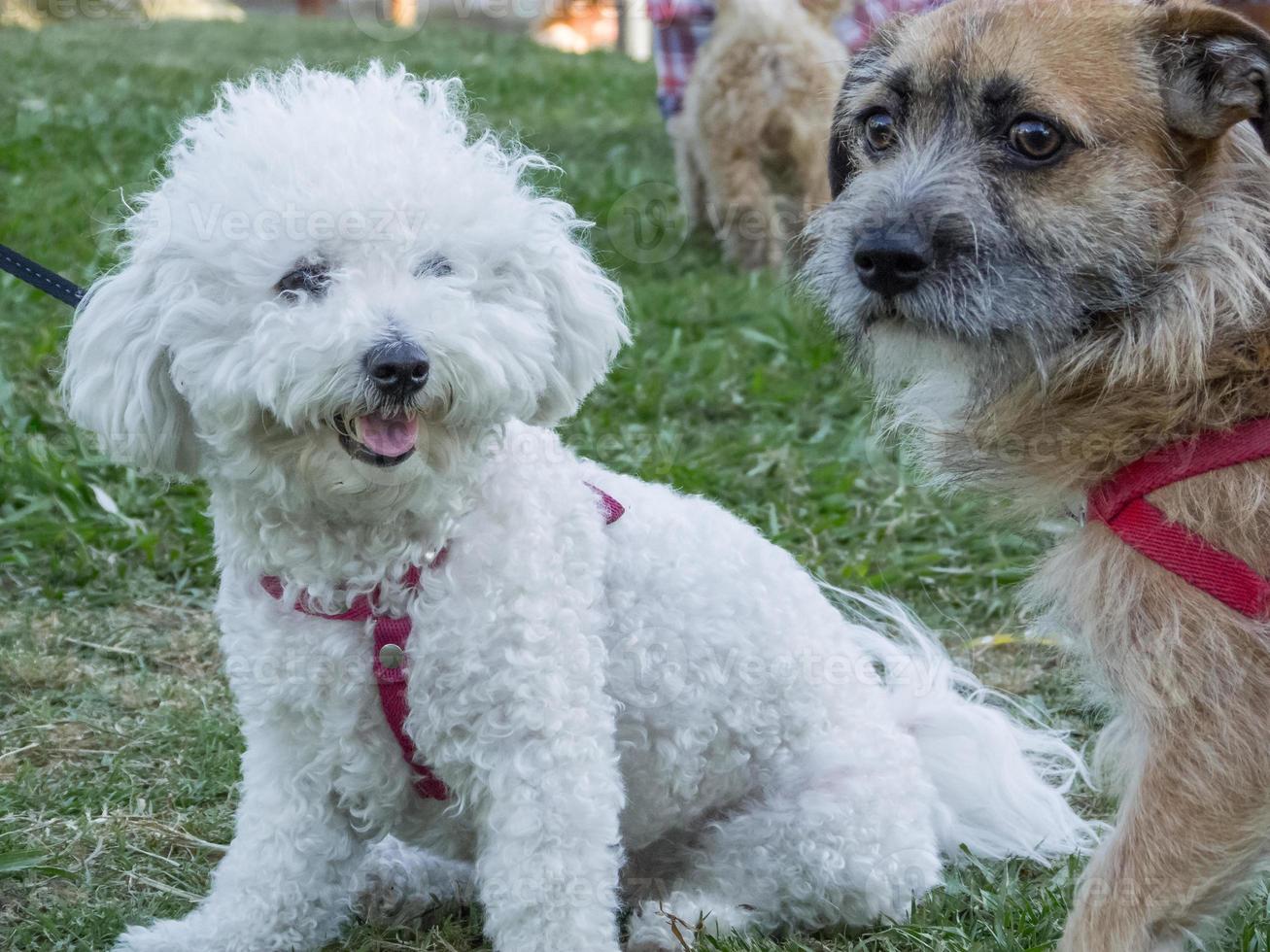 border terrier et caniche ensemble dans le parc photo