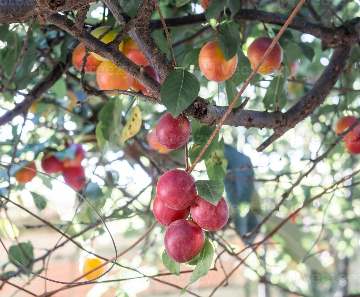 arbre plein de prunes photo