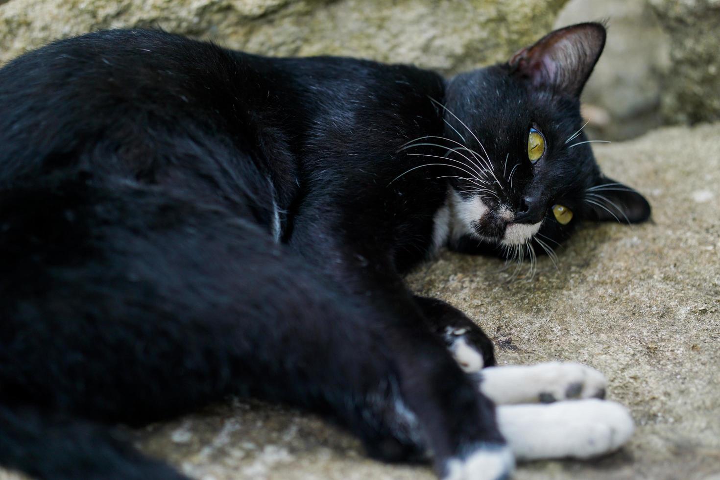 le chat noir aux yeux jaunes domestique indonésien est allongé sur un gros rocher et observe quelque chose. cette photo était à yogyakarta, indonésie