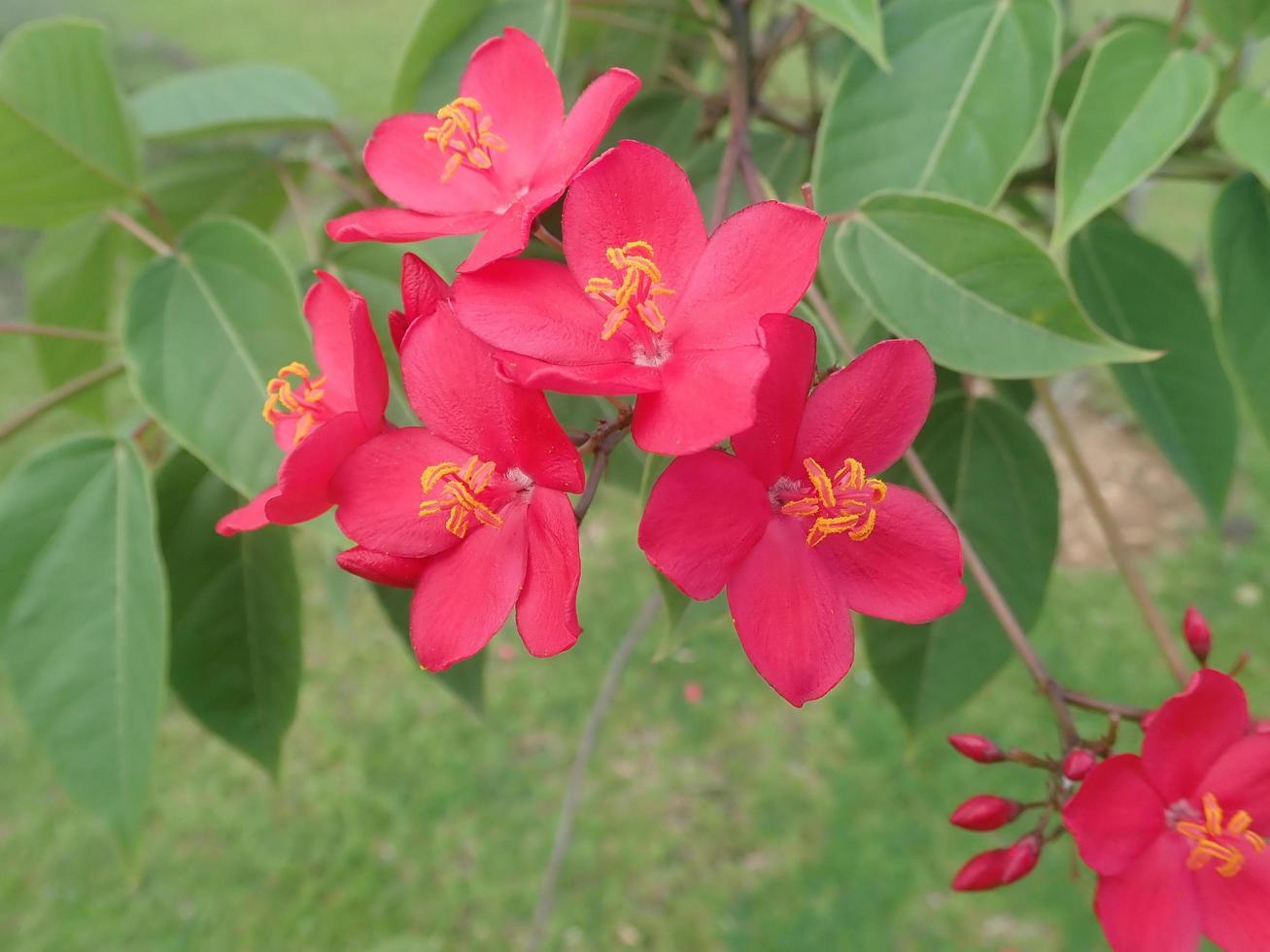 jatropha integerrima, communément appelé peregrina ou jatropha épicé, est une espèce de plante à fleurs de la famille des euphorbes, euphorbiaceae. aussi appelé jatropha hastata, betawi fleurs batavia. photo