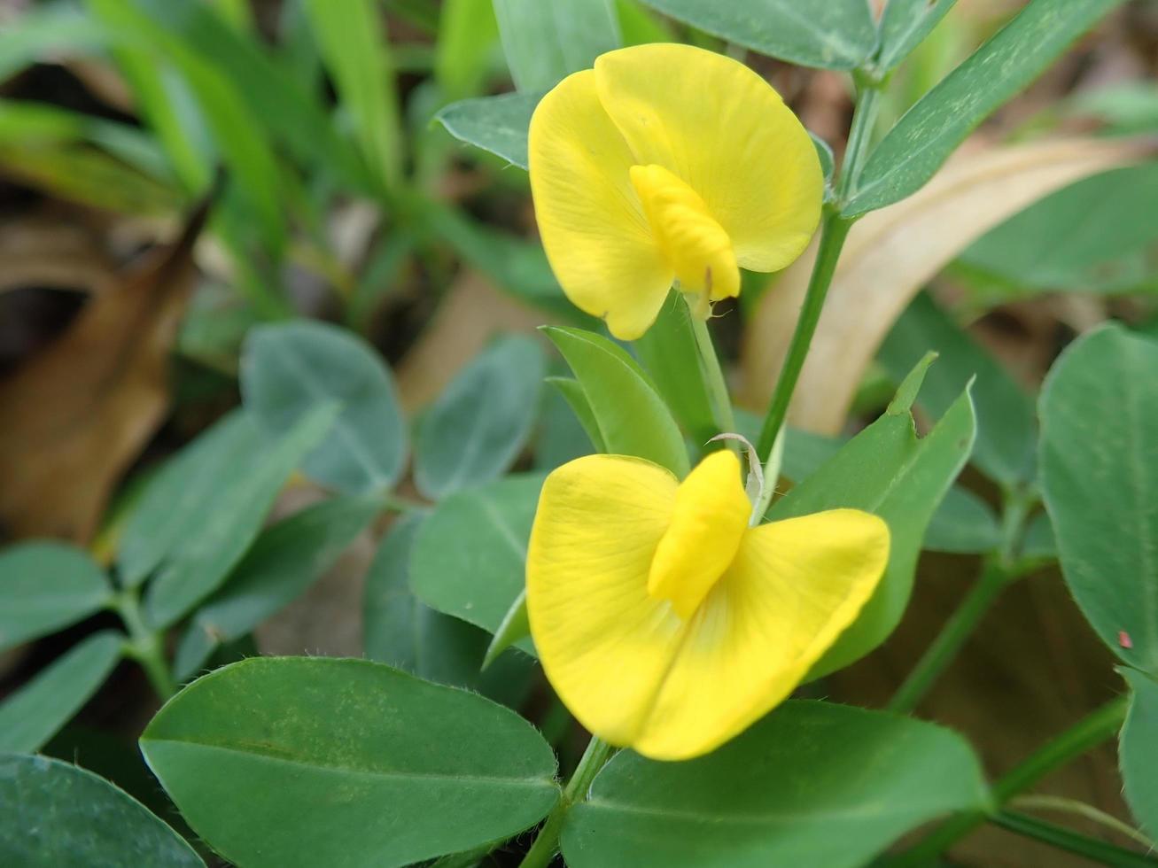 arachis pintoi, la fleur d'arachide pinto fleurit dans le jardin avec un arrière-plan flou. L'arachide pinto est un type de légumineuse qui pousse un couvre-sol rampant au-dessus de la surface du sol. photo