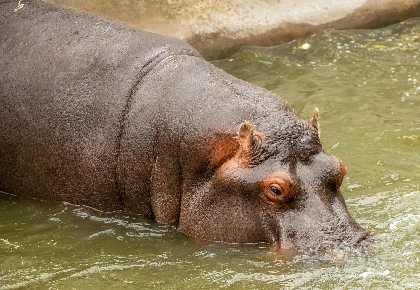 hippopotame adulte dans la piscine photo