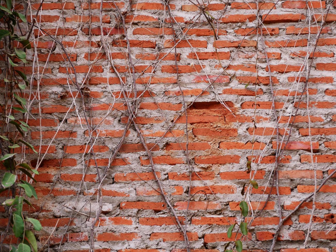 le vieux mur avait de l'herbe. photo