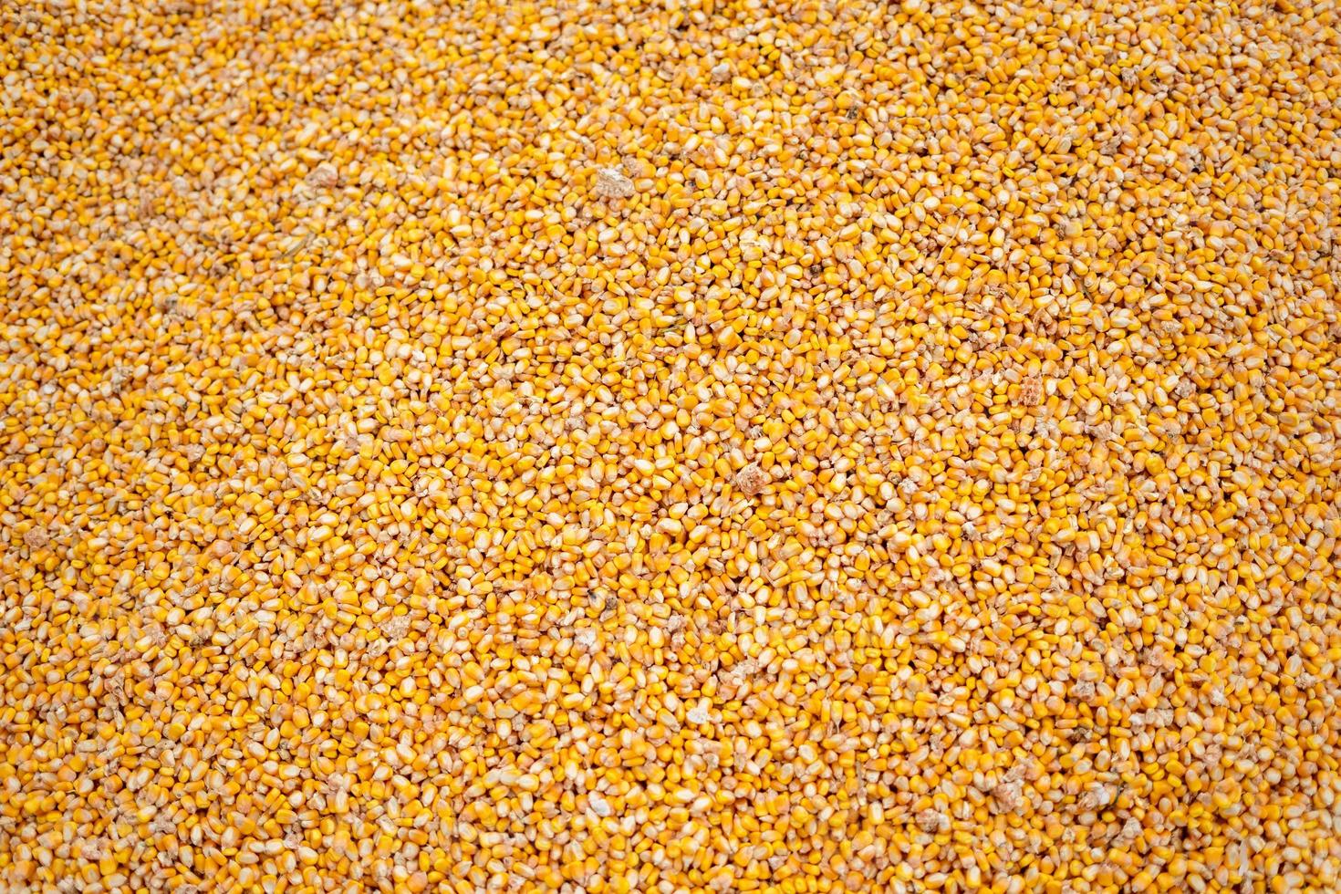 les grains de maïs orange vif sont tout simplement magnifiques photo