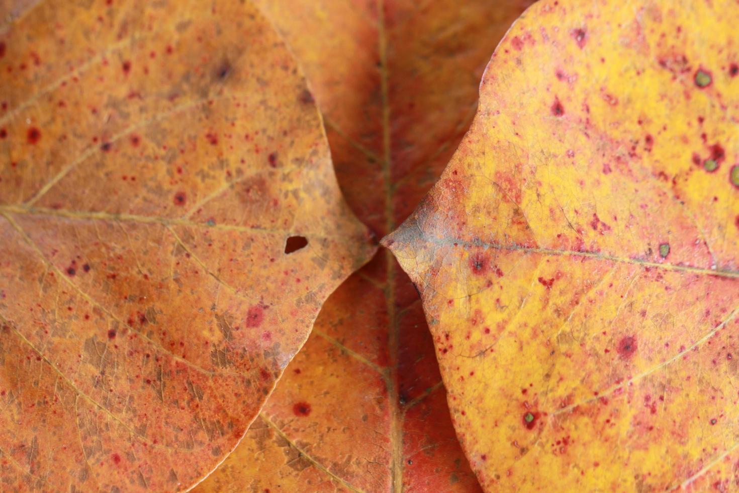 feuilles brunes pour le fond photo