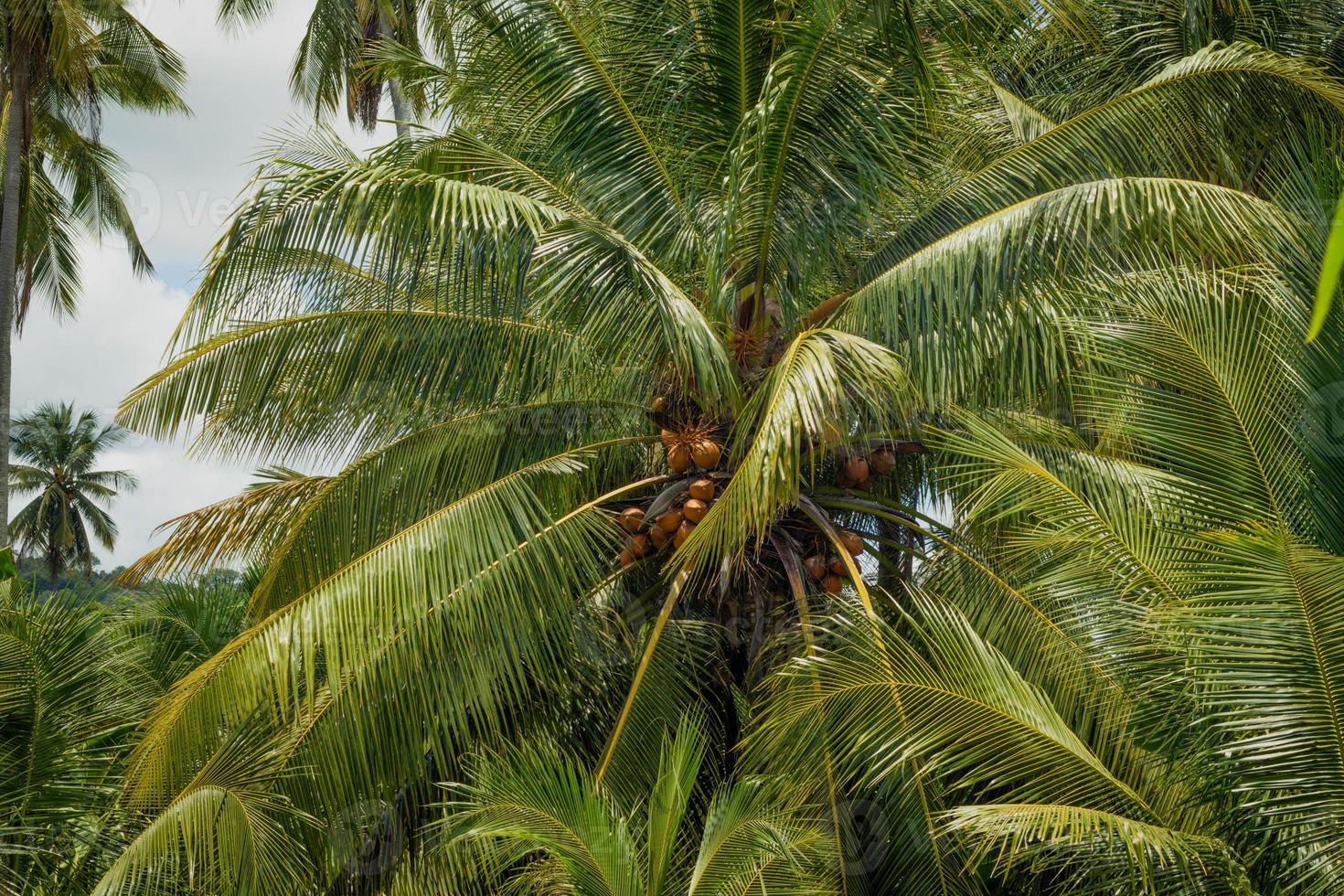 fond de feuille de palmier tropical, gros plan de cocotier photo
