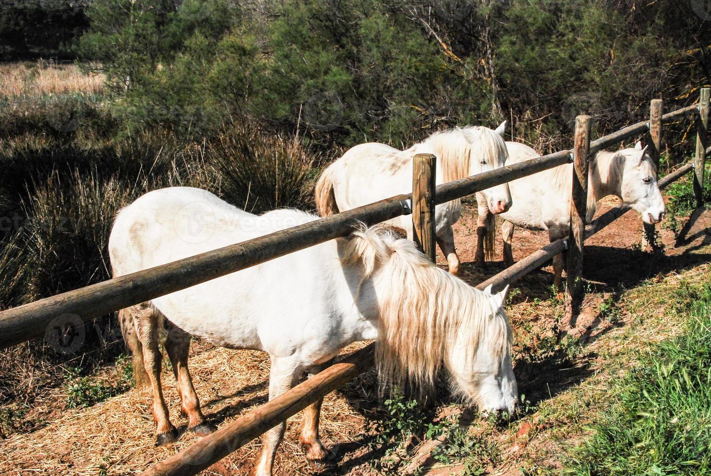 le cheval de camargue est un petit animal d'apparence robuste photo