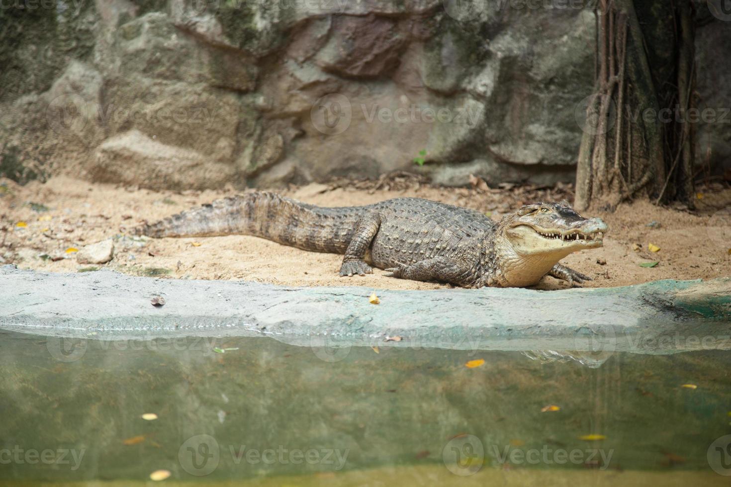 crocodile photo