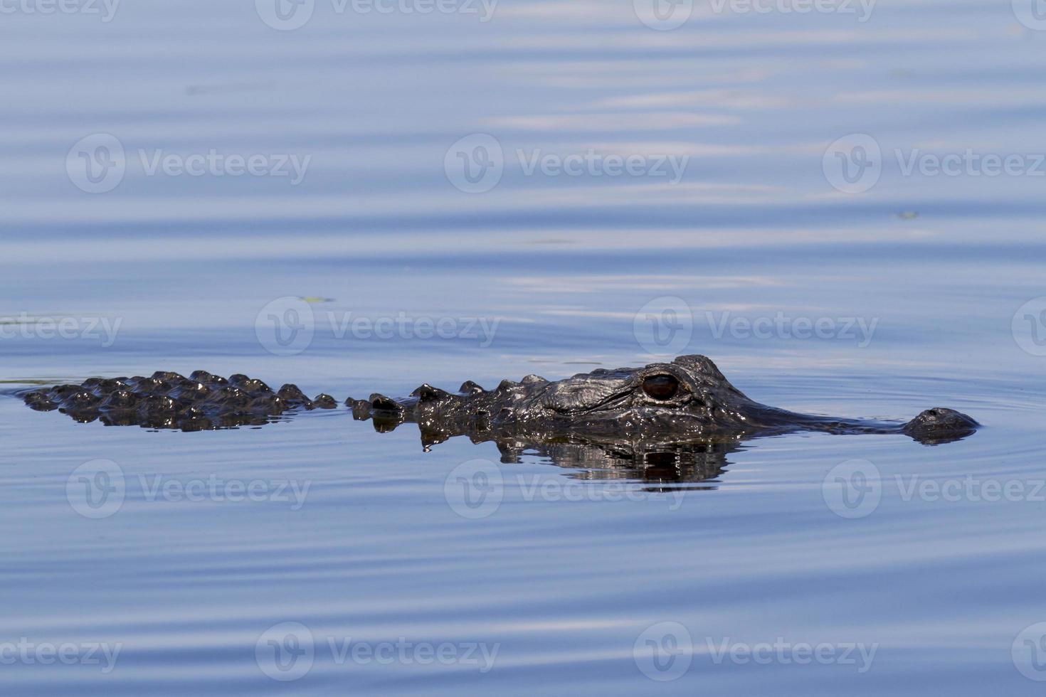 alligator américain photo