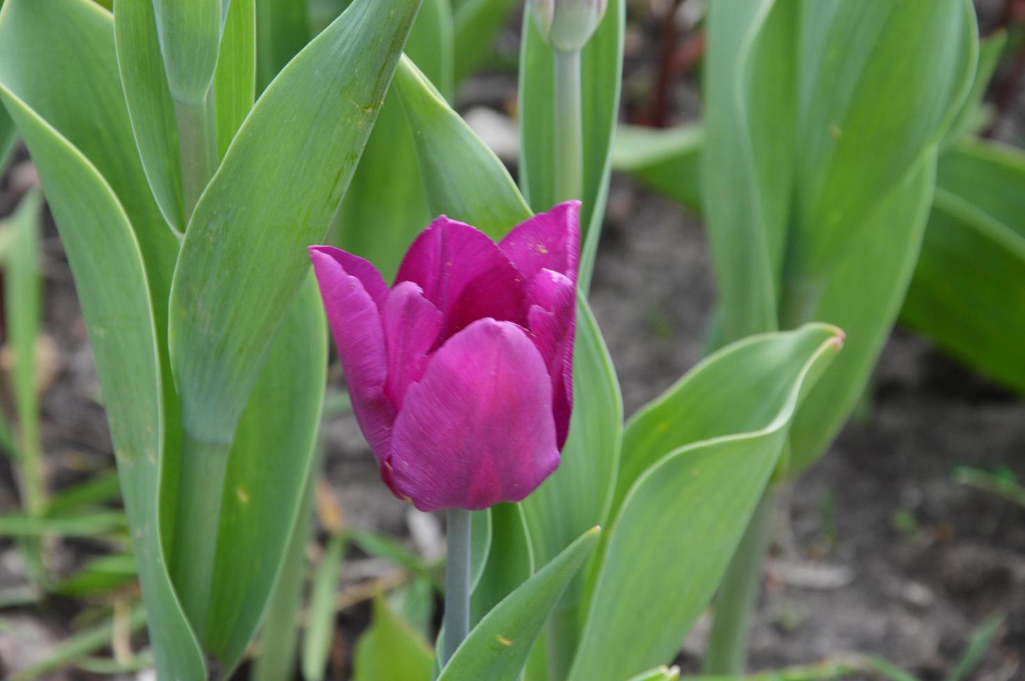 tulipe violette lilas aux feuilles vertes. fleur de printemps. photo