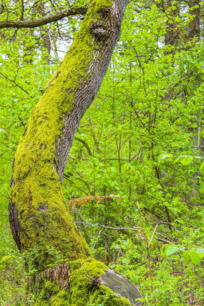 vue panoramique naturelle avec sentier plantes vertes arbres forêt allemagne. photo