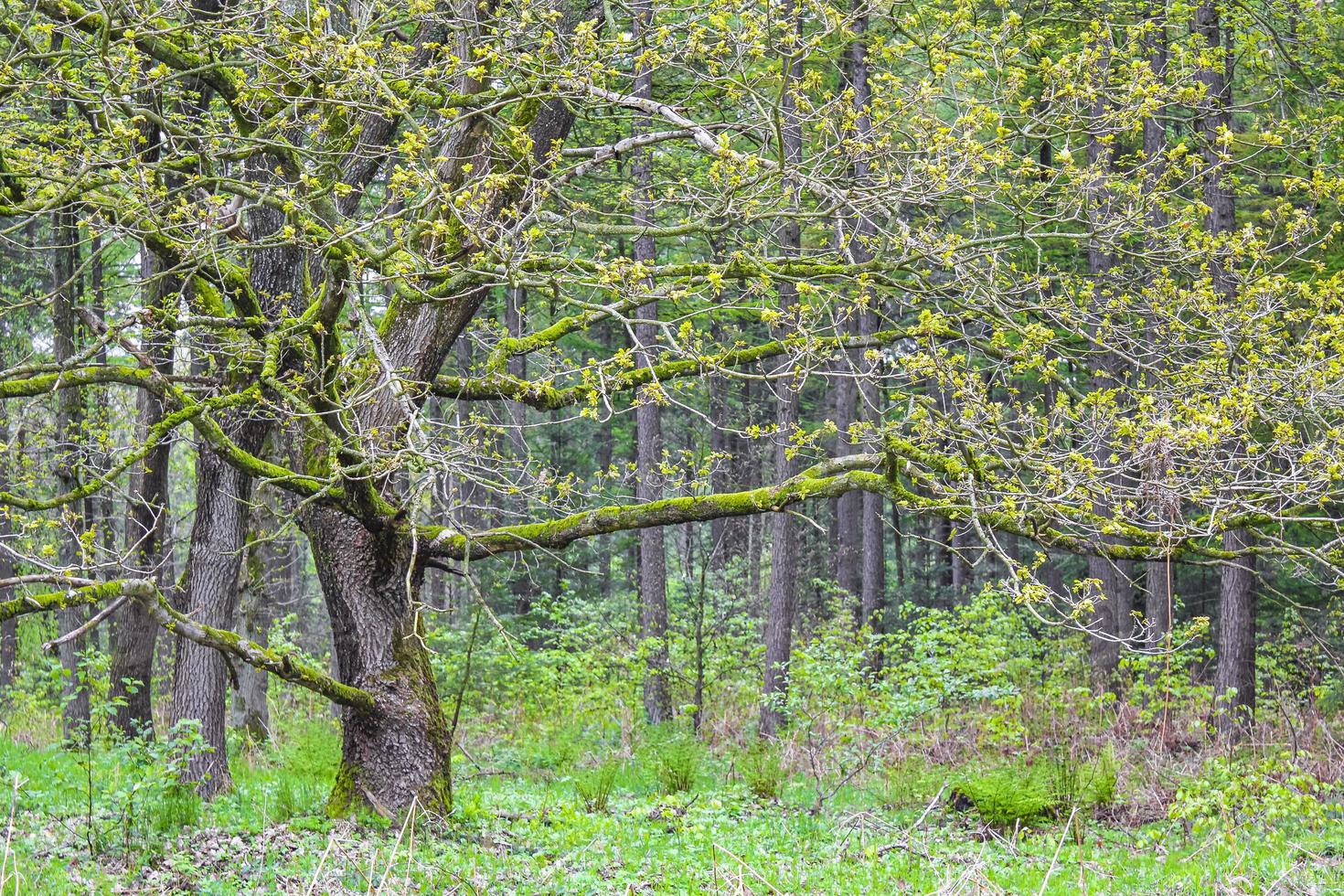 vue panoramique naturelle avec sentier plantes vertes arbres forêt allemagne. photo