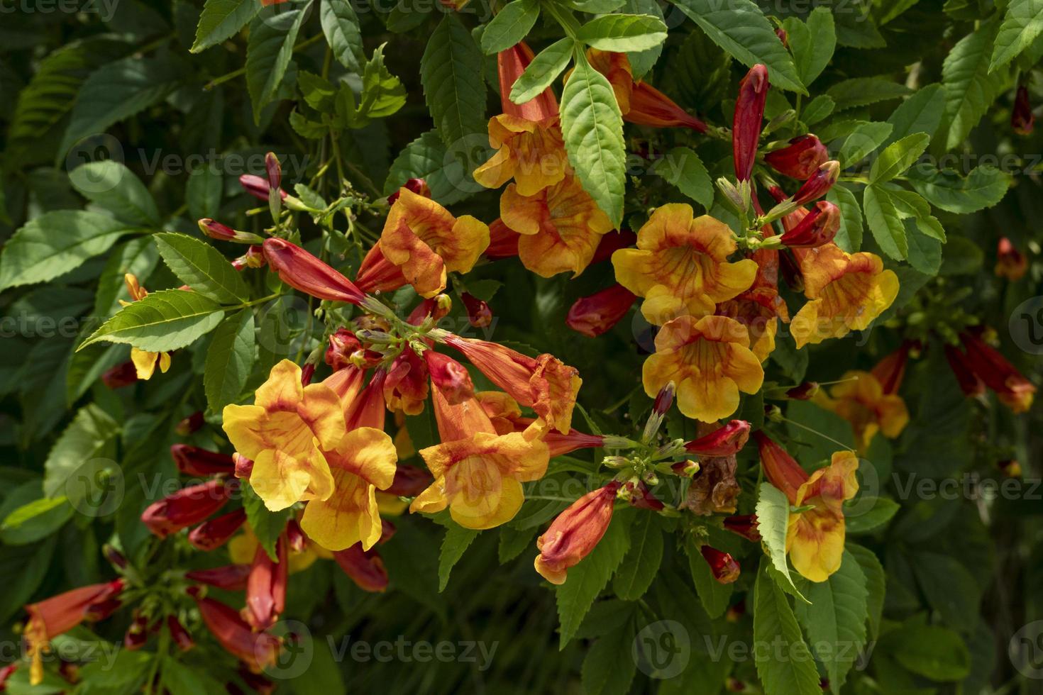 coolor jaune et orange de sparky, cloche jaune, tecoma stans, fleurs de trompette. couleur claire sur l'arbre et a un fond de feuille verte de l'arbre. photo