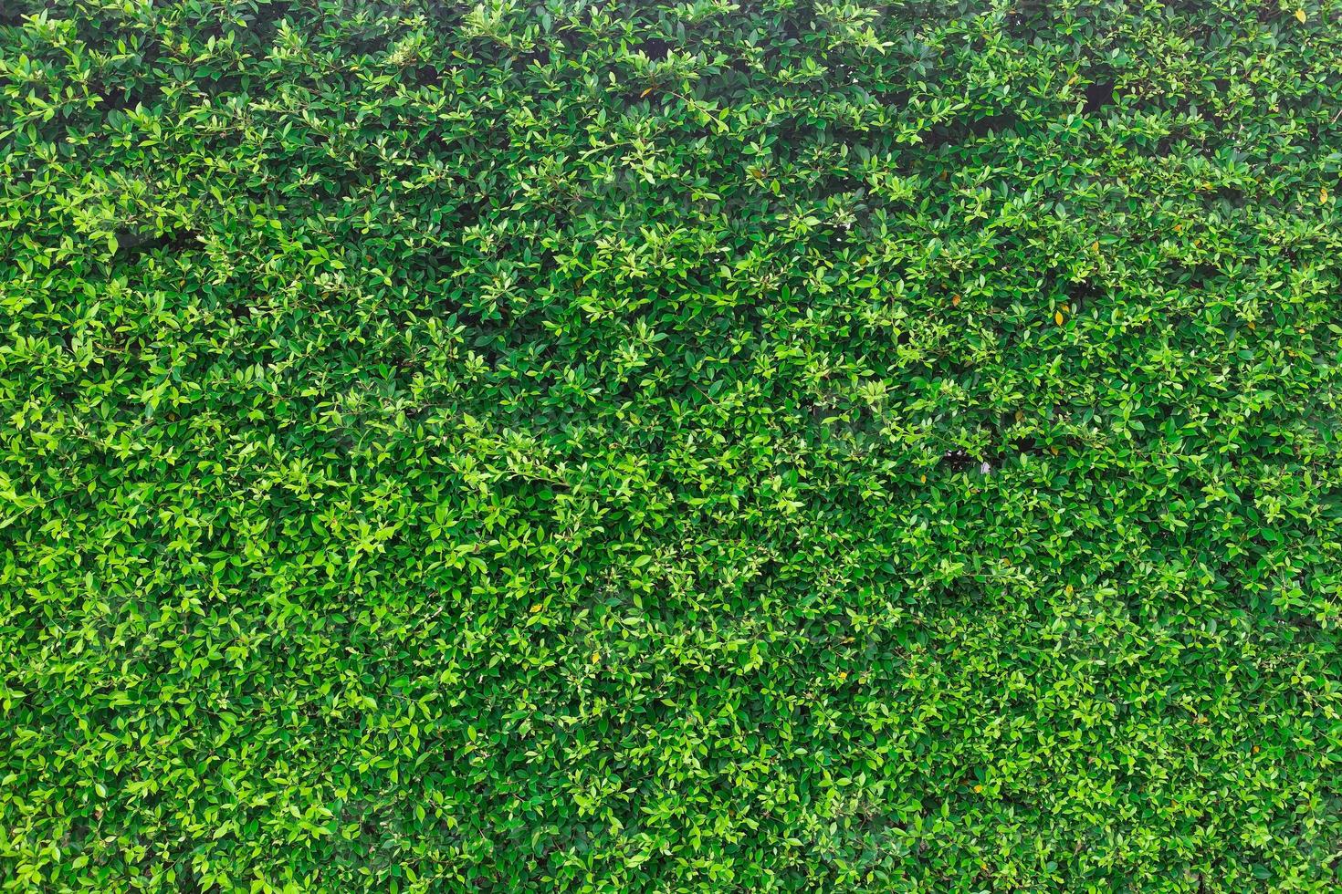 panorama de mur de feuilles vertes pour l'oeuvre d'art et le thème de la nature de conception de toile de fond photo