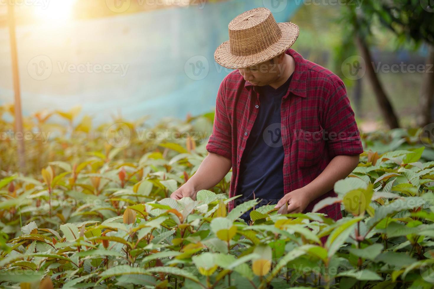 culture d'herbes de kratom pour la médecine alternative en thaïlande photo