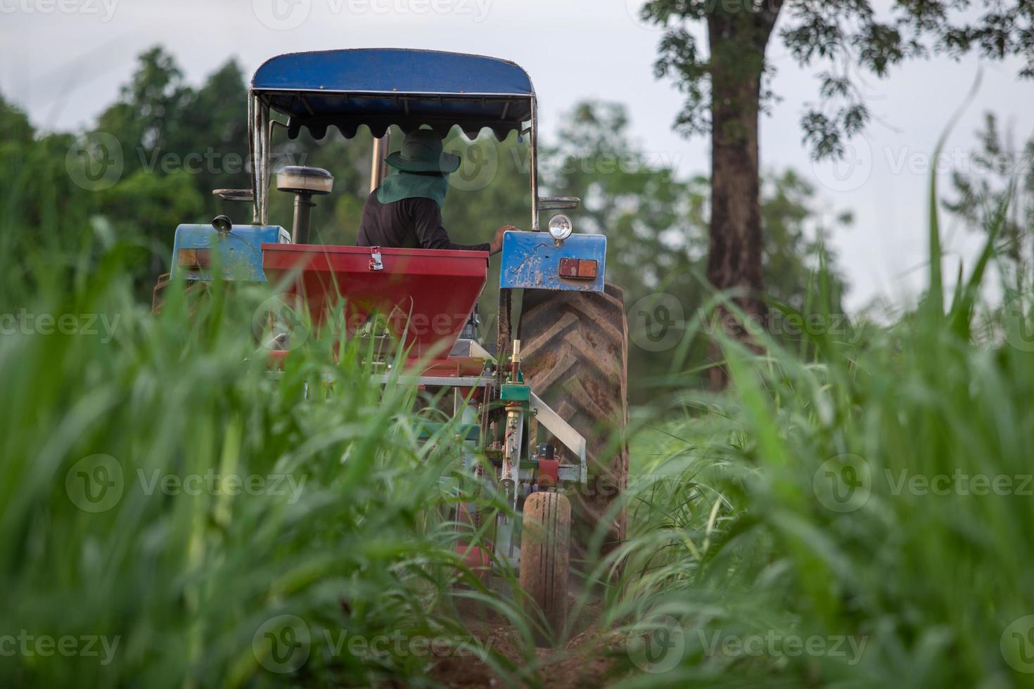 fertilisation de la canne à sucre avec des tracteurs sous les prix élevés des engrais en thaïlande photo