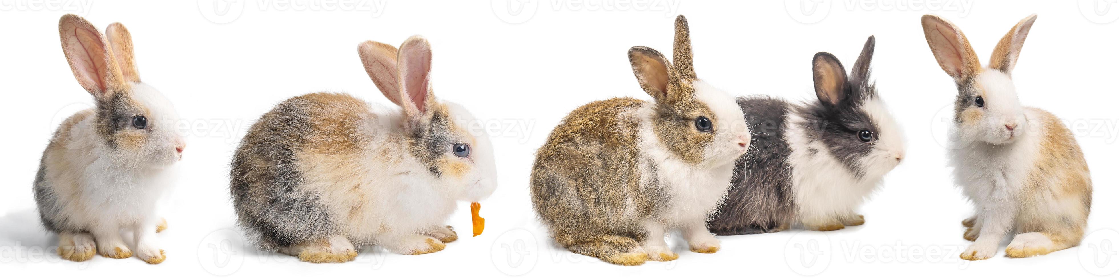 groupe de petits lapins bruns et blancs dans de nombreuses actions sur fond blanc avec un tracé de détourage. photo