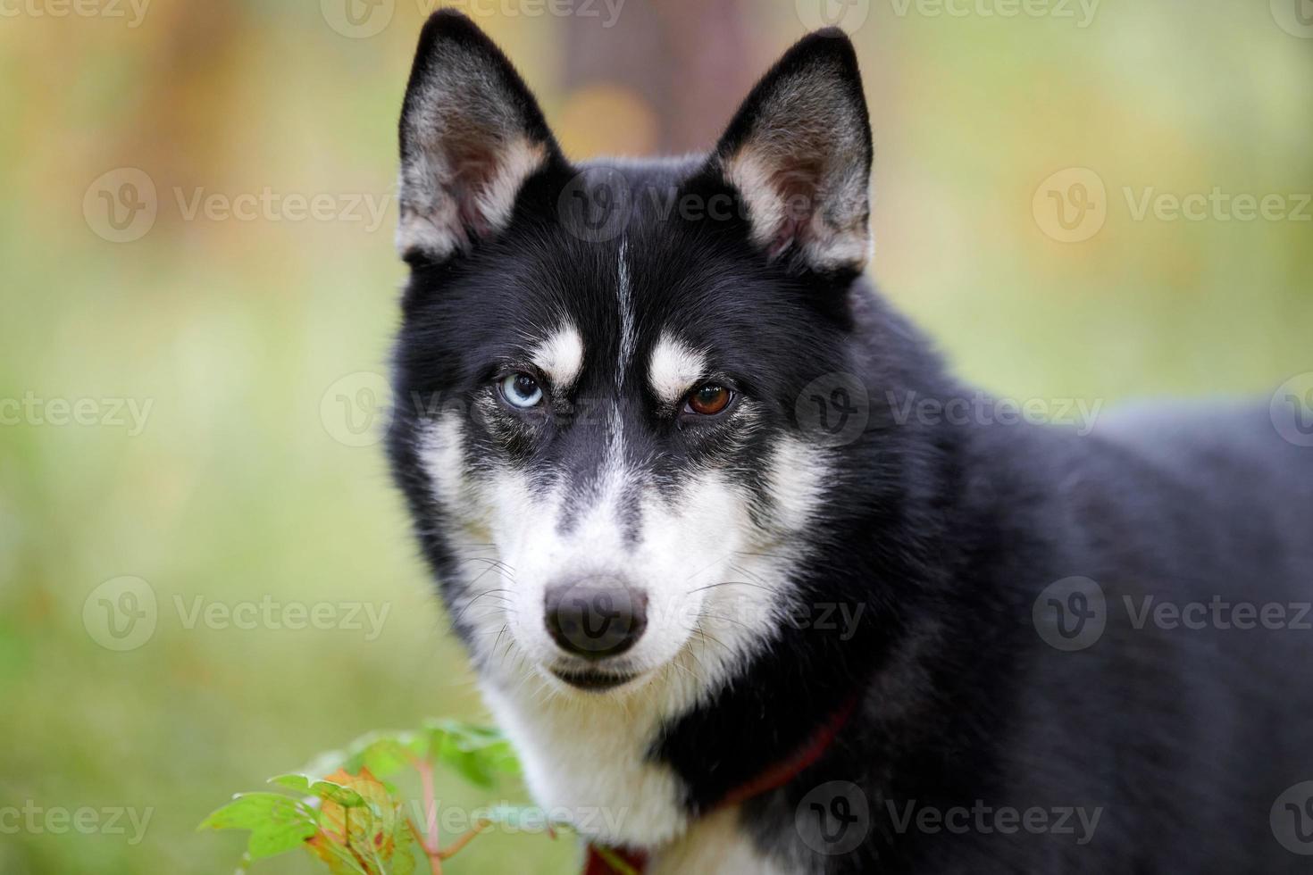 chien husky sibérien en collier marchant en plein air, portrait husky sibérien dans la nature photo