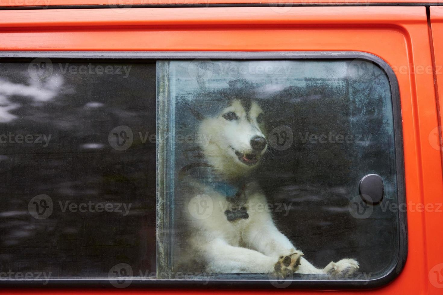 chien de traîneau husky sibérien enfermé dans une voiture rouge, drôle de chien husky regardant par la fenêtre de la voiture à l'intérieur de la voiture photo