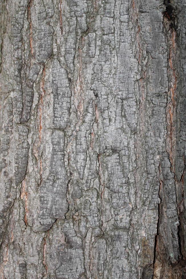 Fond de texture d'écorce d'arbre sec - image photo