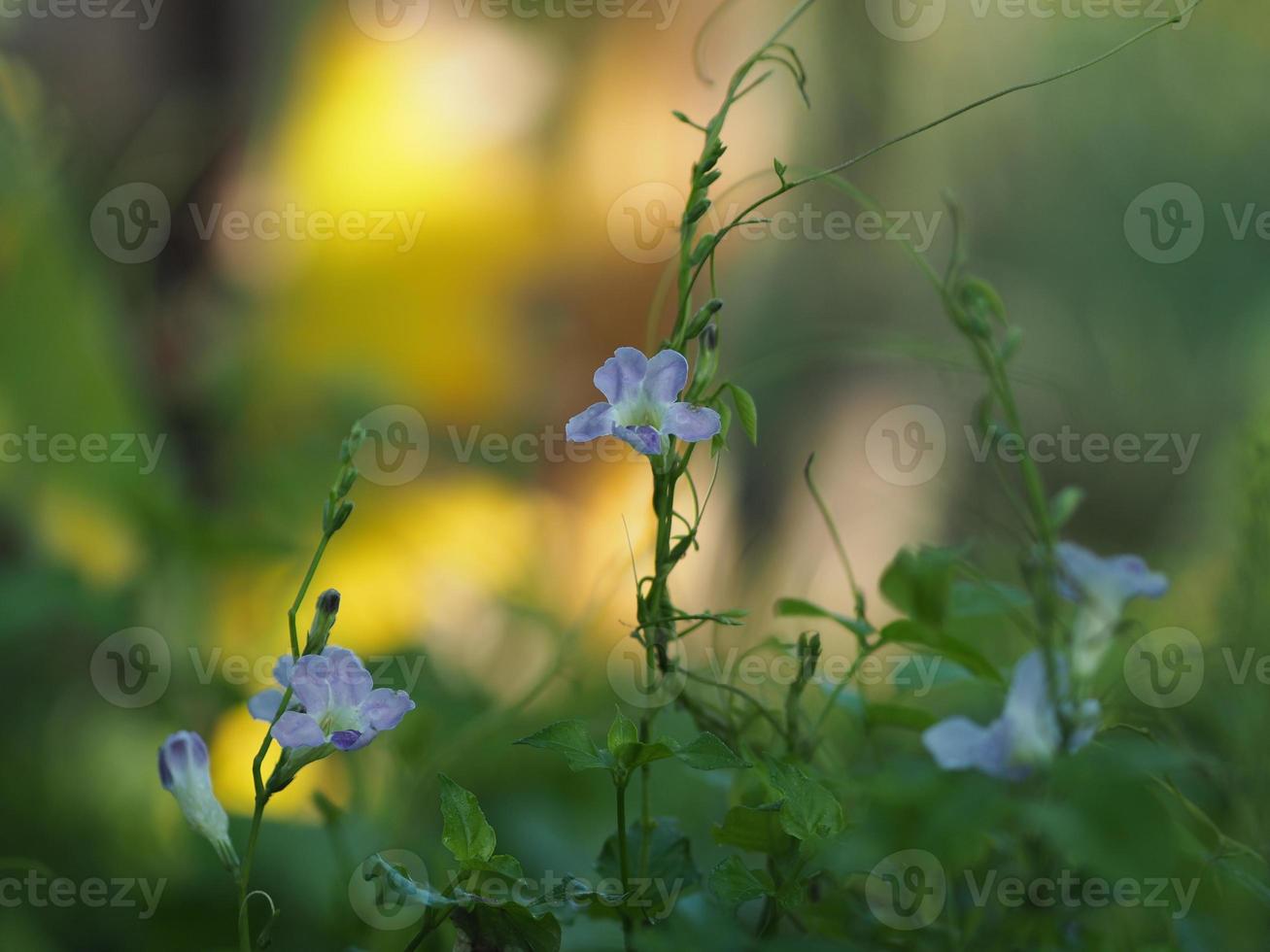 fleur pourpre rampante digitale, asystasia gangetica anderson acanthaceae tronc carré alevins sur la surface du sol le sommet est dressé, formant une seule feuille de forme ovale photo