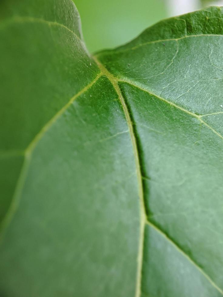 macro photographie de nature, détail des feuilles de la forêt, arrière-plan photo