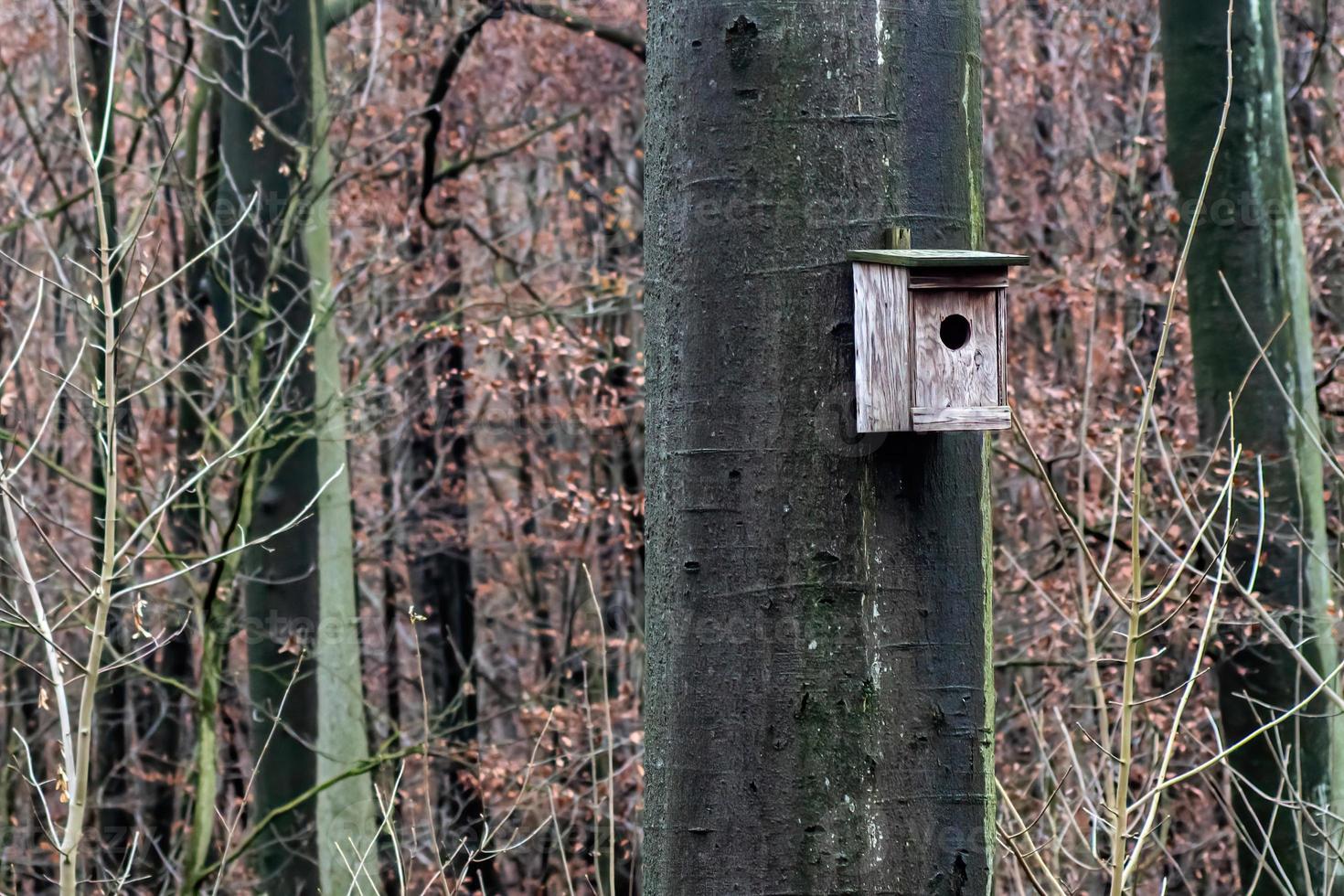 maison d'oiseau sur l'arbre dans la forêt photo