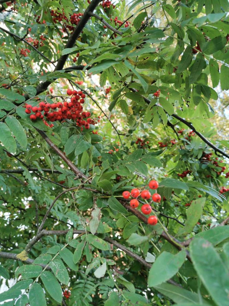 buisson de sorbier rouge photo