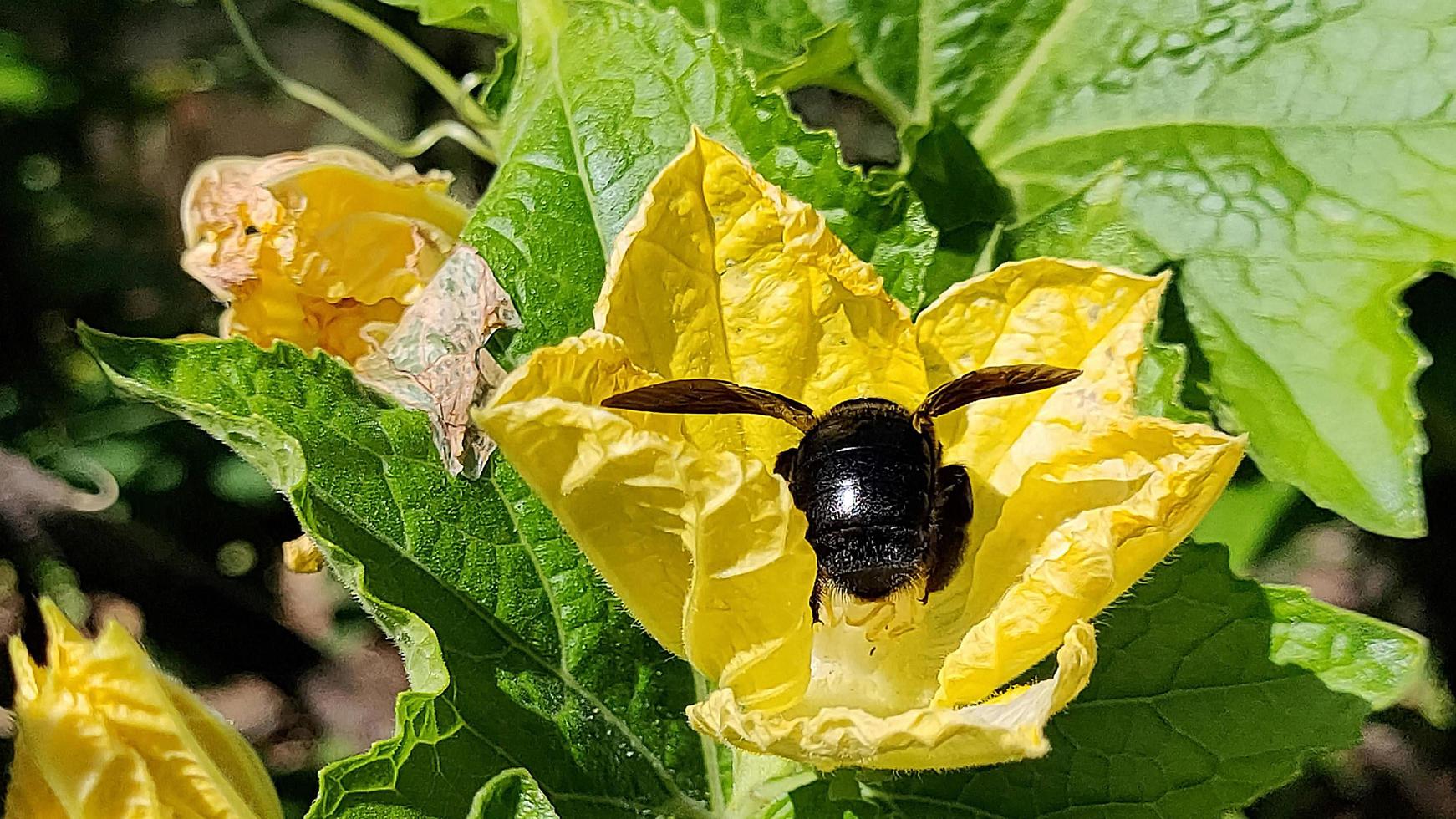 une grosse guêpe grouille de fleurs dans le jardin. pour polliniser les fleurs mais un insecte dangereux photo