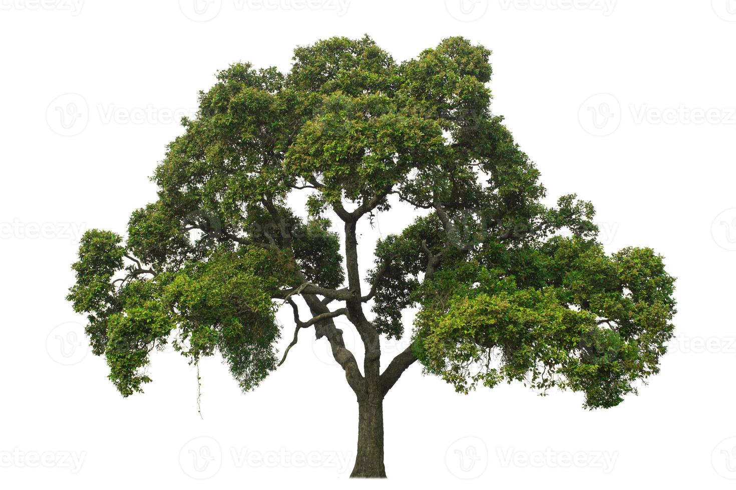 seul arbre, arbuste, isolé sur fond blanc. photo