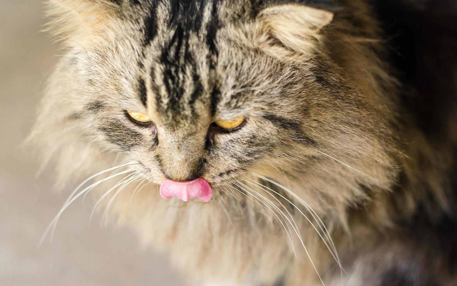 chat persan avec de beaux cheveux photo