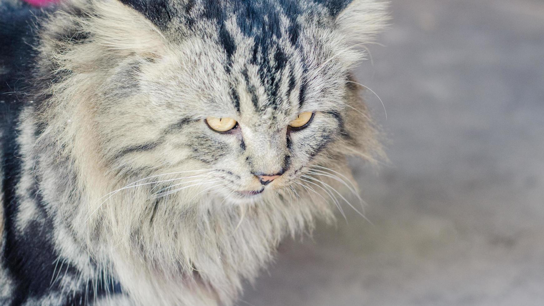 chat persan avec de beaux cheveux photo