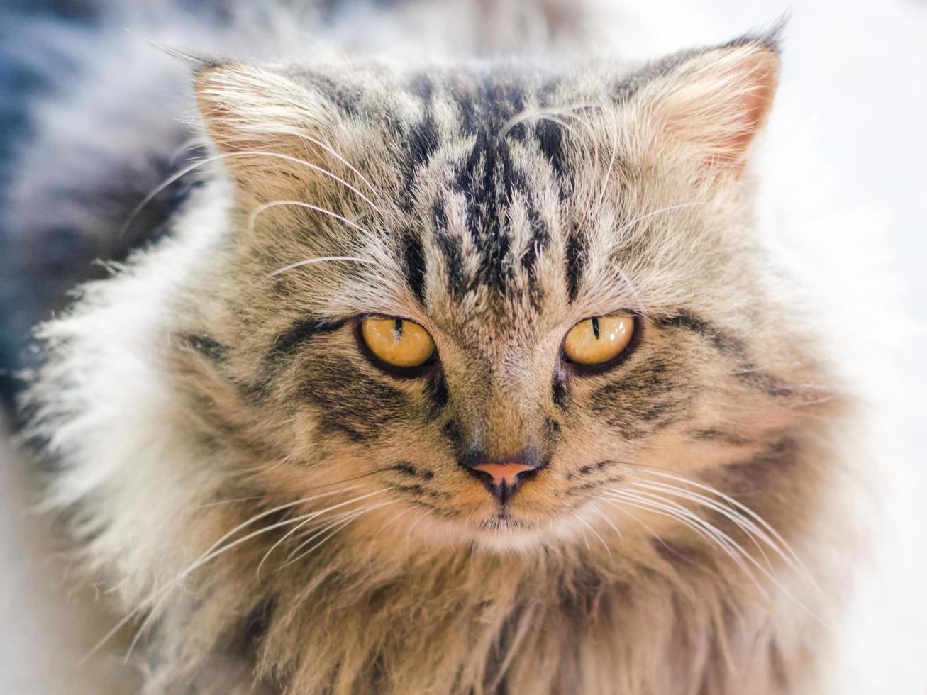 chat persan avec de beaux cheveux photo